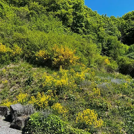 Schieferterrasse - Waldsee - * Rieden (Mayen-Koblenz)