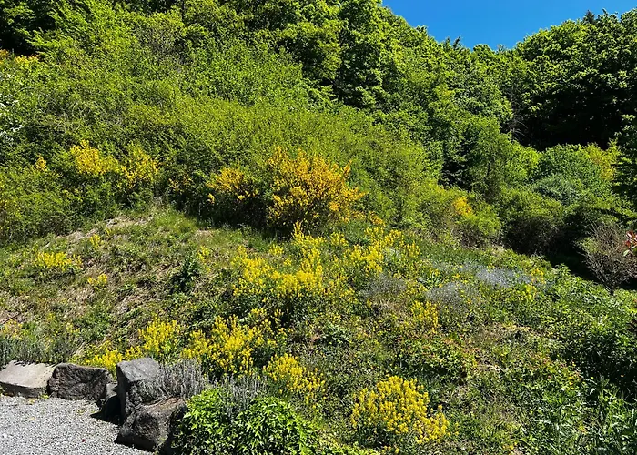 Schieferterrasse - Waldsee - * Rieden
